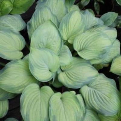 Hosta 'Ambrosia'